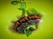 Hra Larva húsenice puzzle online