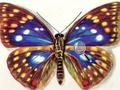 Hra Rozdiely Butterflies  online