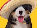 Hra Funny Dog: Hidden Bones  online