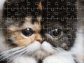Hra Exotické mačky Jigsaw Puzzle  online