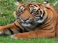 Hra Zoo Drobnosť online