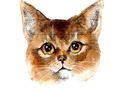 Hra Abyssinian Puzzle Challenge online