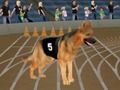 Hra Crazy Dog Racing Fever online
