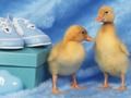 Hra Lovely Little Creatures Puzzle  online
