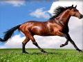 Hra Zvieratá puzzle Kone puzzle  online