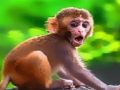 Hra Funny Baby Monkey online Hra Funny Baby Monkey online