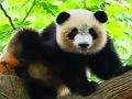 Hra Roztomilé dieťa Panda  online