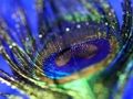Hra Skladačka Peacock Feather  online