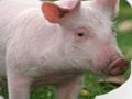 Hra Poškriabať a uhádnuť zvieratá  online