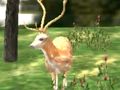 Hra Lovec zvierat Safari 2020  online