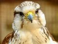 Hra Skladačka Gyrfalcon  online