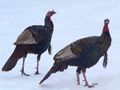 Hra Skladačka z divokého moriaka  online