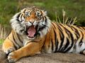 Hra Zvieratá puzzle Tiger  online