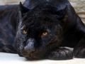 Hra Skladačka Black Panther  online