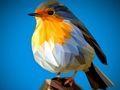 Hra Skladačka Poly Birds  online