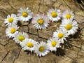 Hra Daisy Heart Squaw online