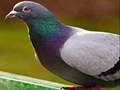 Hra Pigeon Puzzle  online