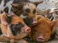 Hra Prasiatko Piggy Jigsaw  online