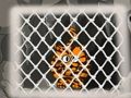 Hra Útek tigra 1  online