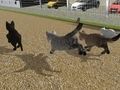 Hra Spustite preteky Cat Cat Race  online