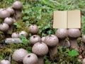 Hra Útek z húb Lycoperdon  online