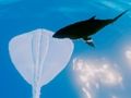 Hra Surfovanie Stingrays  online