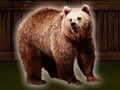Hra Zachráňte medveďa Grizzlyho  online