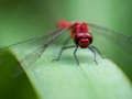Hra Skladačka Dragon Fly  online