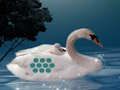 Hra Zachráňte matku Swan Matka online