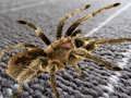 Hra Spider skrytý rozdiel  online