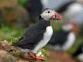 Hra Skladačka Puffin Bird  online