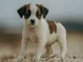Hra Jigsaw Jack Russell  online