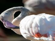 Hra Skladačka Flamingo Bird  online
