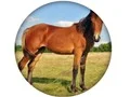 Hra Animal Quiz online