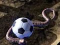Hra Python Snake Simulator online