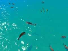 Hra Hungry Shark Hunt online