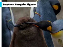 Hra Emperor Penguin Jigsaw online