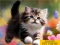 Hra Puzzle Sliding Kittens online