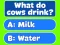 Hra Trivia! Best Family Quiz online