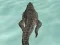 Hra Crocodile Simulator Beach Hunt online