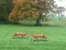 Hra Hunted Fox online