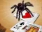 Hra Jumping Spider online