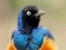 Hra Animal Puzzle: Wildlife & Logic online