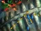 Hra Fishing King online
