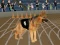 Hra Crazy Dog Racing Fever online
