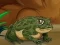 Hra Frogs Matching online
