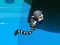 Hra Jungle Jump online