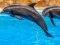 Hra Sea Dolphin Jigsaw online
