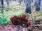 Hra Bernati Forest Adventure online