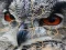 Hra Wild owl Jigsaw online